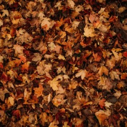 Feuilles mortes